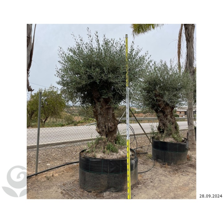Olea europaea (Oliviers) Specimen & centenaire/millénaire