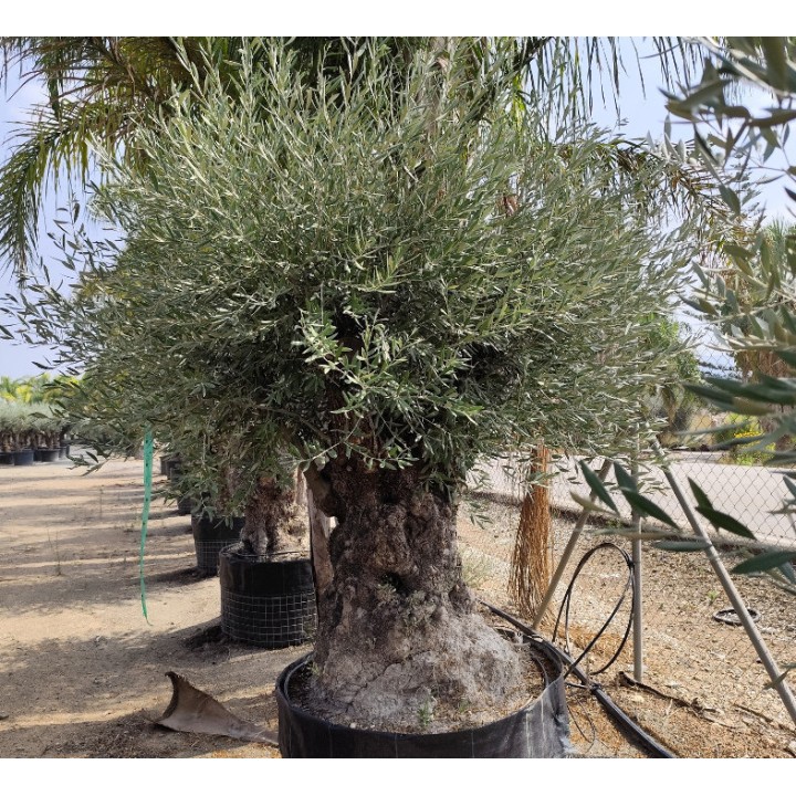 Olea europaea (Oliviers) Specimen & centenaire/millénaire