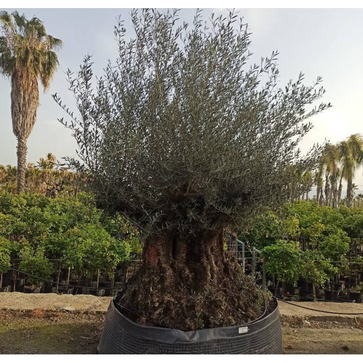 Olea europaea (Oliviers) Specimen & centenaire/millénaire