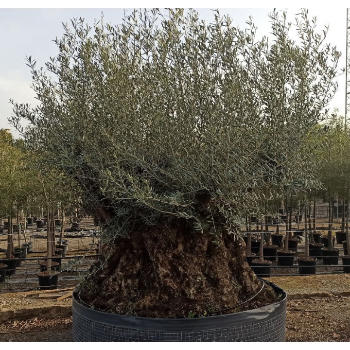Olea europaea (Oliviers) Specimen & centenaire/millénaire