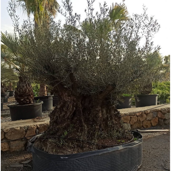 Olea europaea (Oliviers) Specimen & centenaire/millénaire