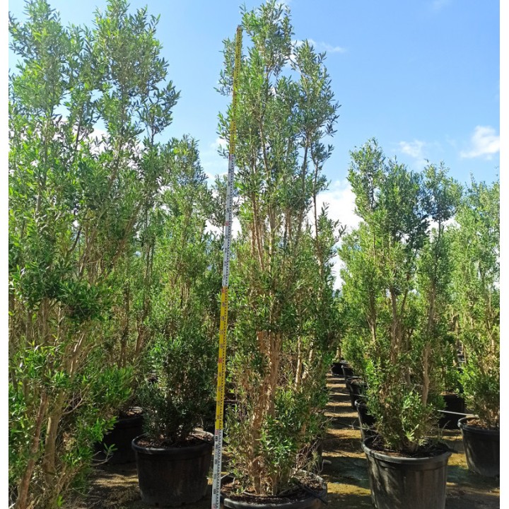 Olea europaea (Oliviers) Cipressino