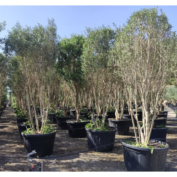 Olea europaea (Oliviers) Cipressino
