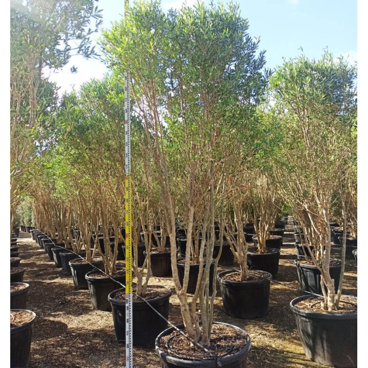 Olea europaea (Oliviers) Cipressino