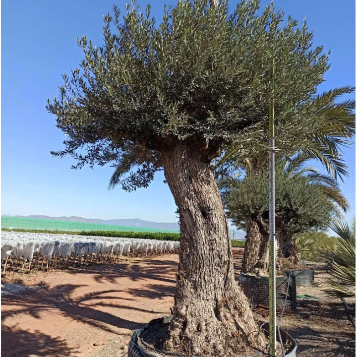 Olea europaea Lechin / Gordal (Oliviers) centenaire