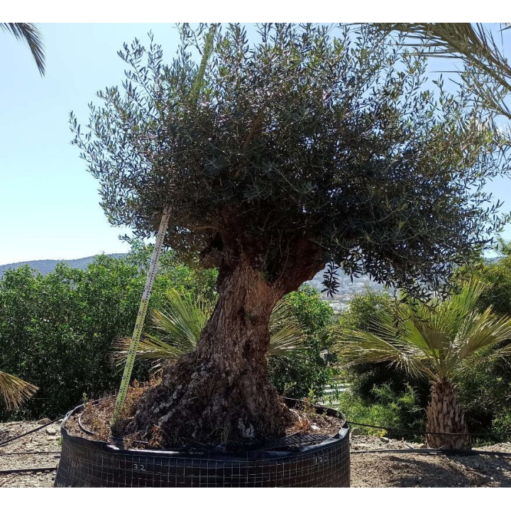 Olea europaea Lechin / Gordal (Oliviers) centenaire