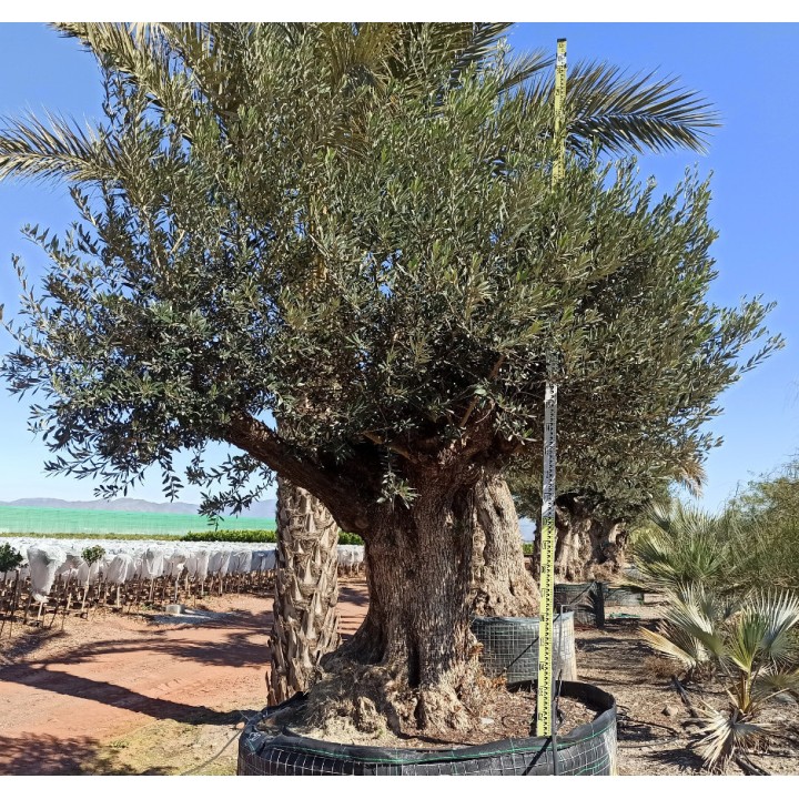 Olea europaea Lechin / Gordal (Oliviers) centenaire