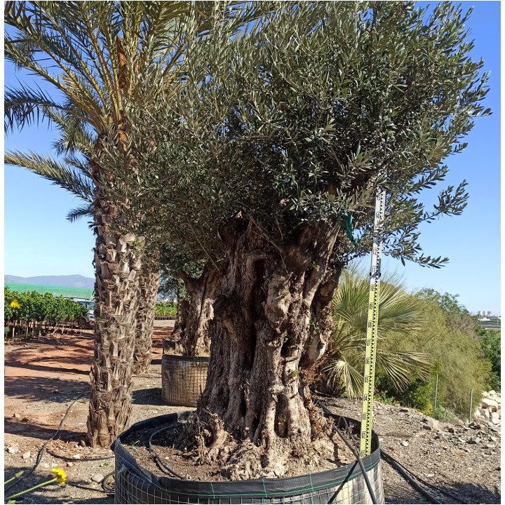 Olea europaea Lechin / Gordal (Oliviers) centenaire