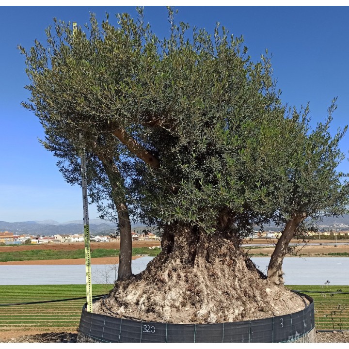 Olea europaea Lechin / Gordal (Oliviers) centenaire