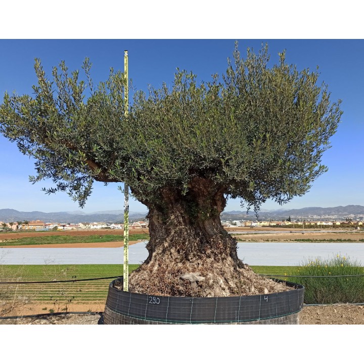 Olea europaea Lechin / Gordal (Oliviers) centenaire