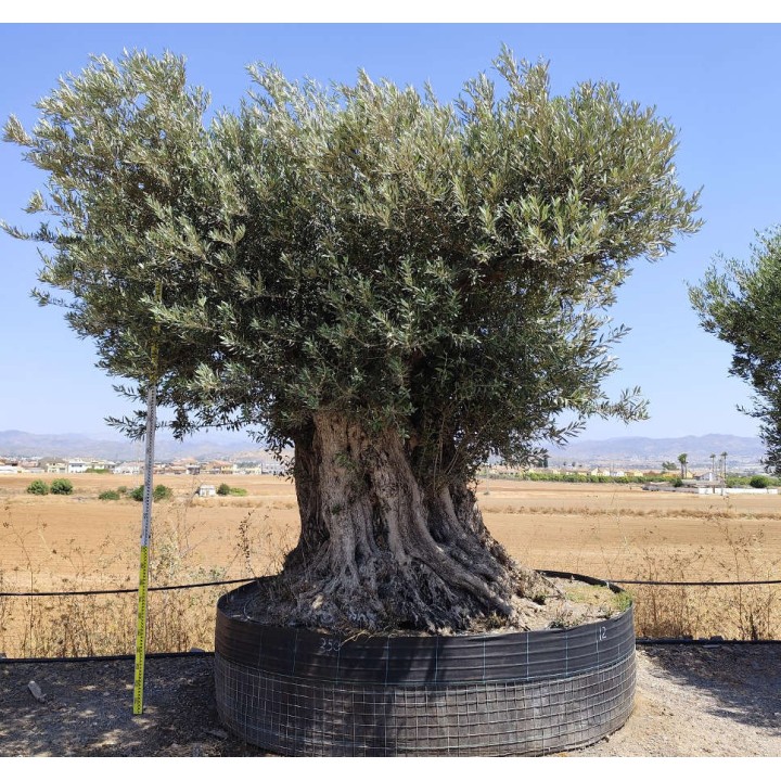 Olea europaea Lechin / Gordal (Oliviers) centenaire