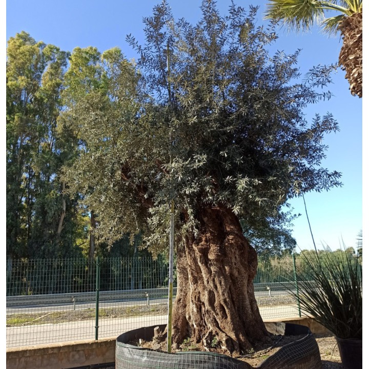 Olea europaea (Oliviers) Millénaire RARE