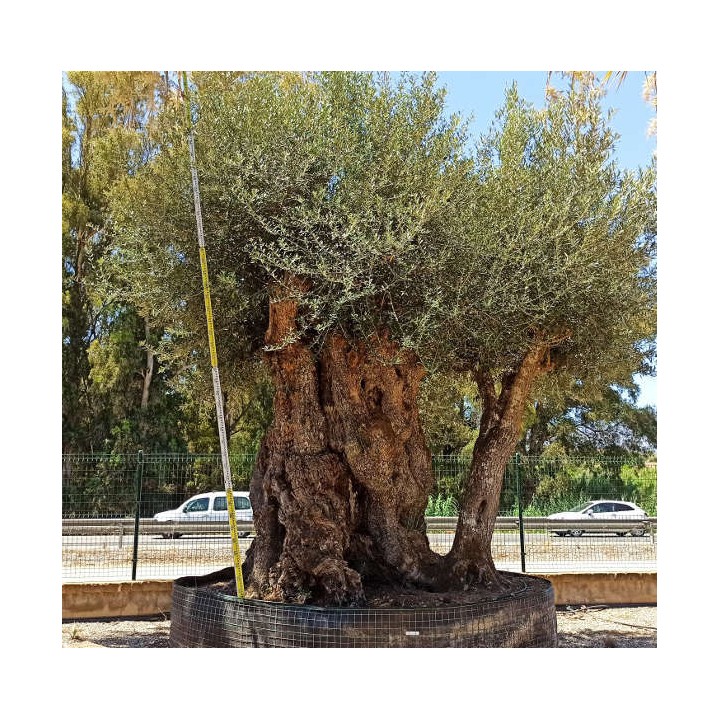 Olea europaea (Oliviers) Millénaire RARE