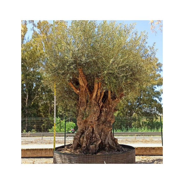 Olea europaea (Oliviers) Millénaire RARE