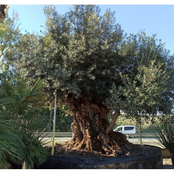 Olea europaea (Oliviers) Millénaire RARE