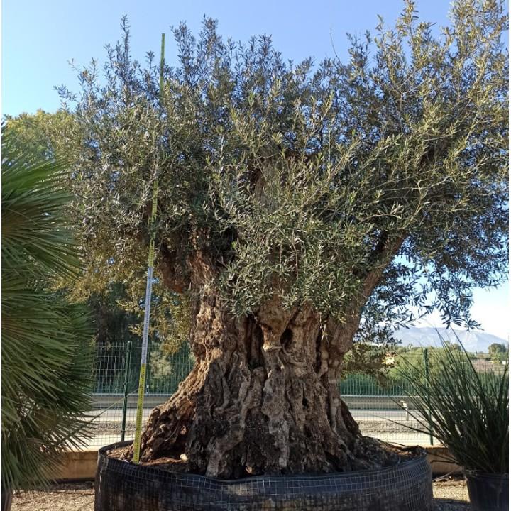 Olea europaea (Oliviers) Millénaire RARE
