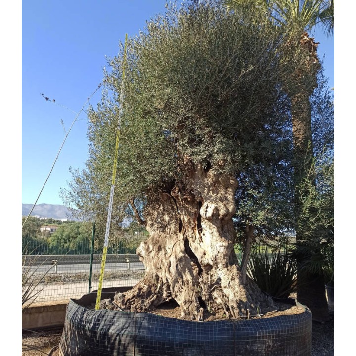 Olea europaea (Oliviers) Millénaire RARE