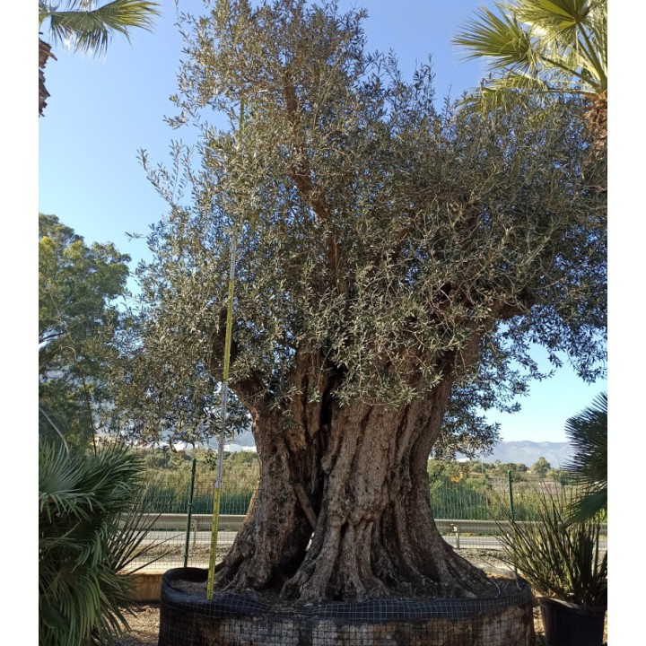 Olea europaea (Oliviers) Millénaire RARE