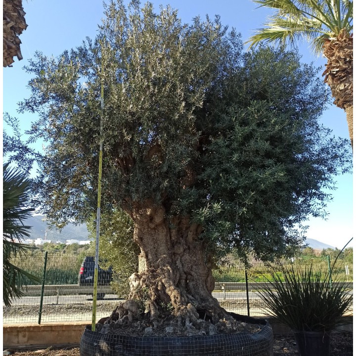 Olea europaea (Oliviers) Millénaire RARE