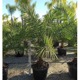 Phénix canariensis