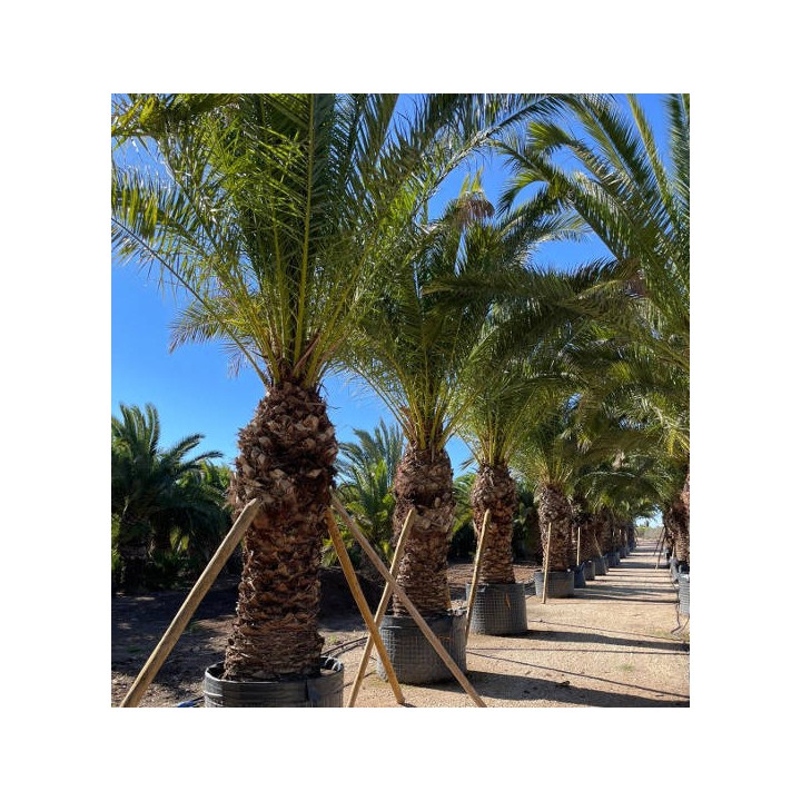 Phoenix canariensis SPECIMEN (dattier des canaris)