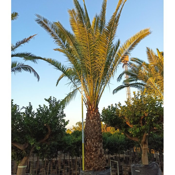 Phoenix canariensis SPECIMEN (dattier des canaris)