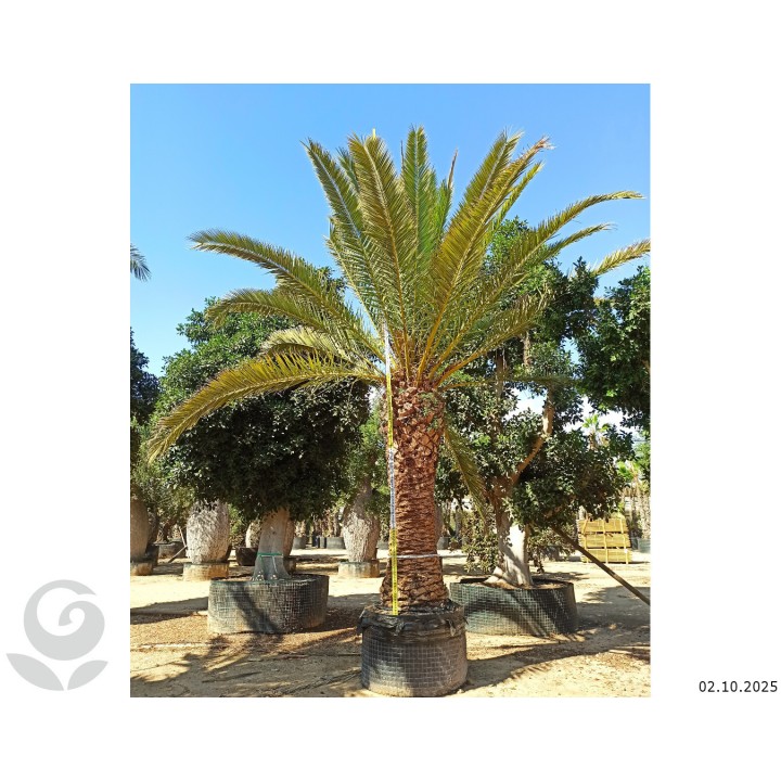 Phoenix canariensis SPECIMEN (dattier des canaris)