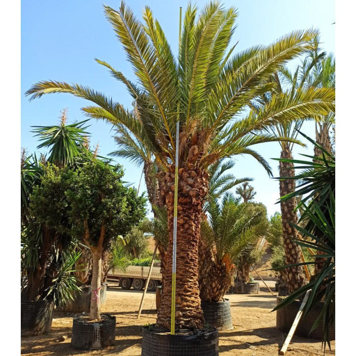 Phoenix canariensis SPECIMEN (dattier des canaris)
