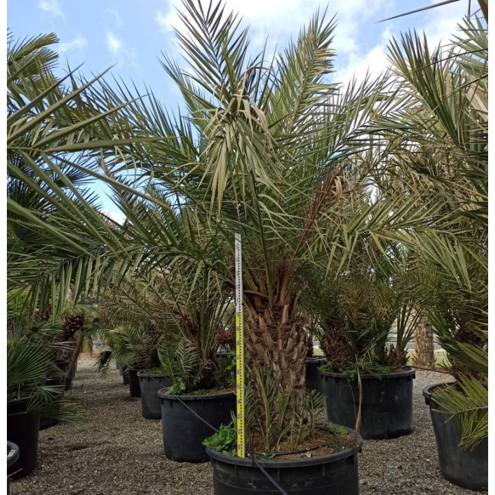Phoenix dactylifera SPECIMEN (Véritable dattier)