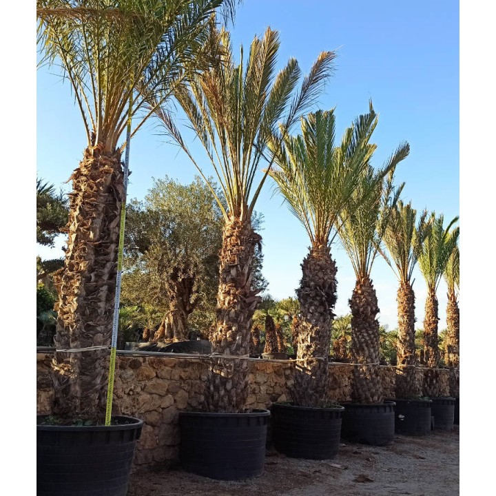 Phoenix dactylifera SPECIMEN (Véritable dattier)