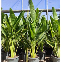 Ravenala madagascariensis Specimen (Arbre du voyageur)