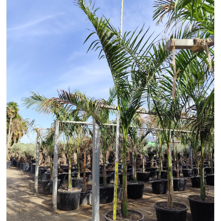 Roystonea regia (Palmier royal de Cuba) SPÉCIMEN