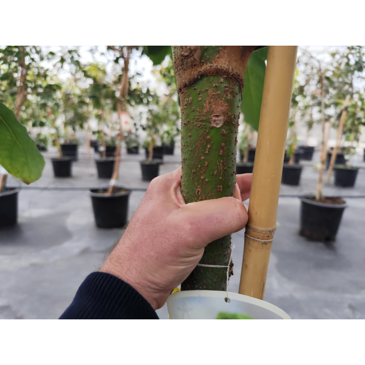 Avocatier : Persea americana var. Hass ADULTE (De greffe)