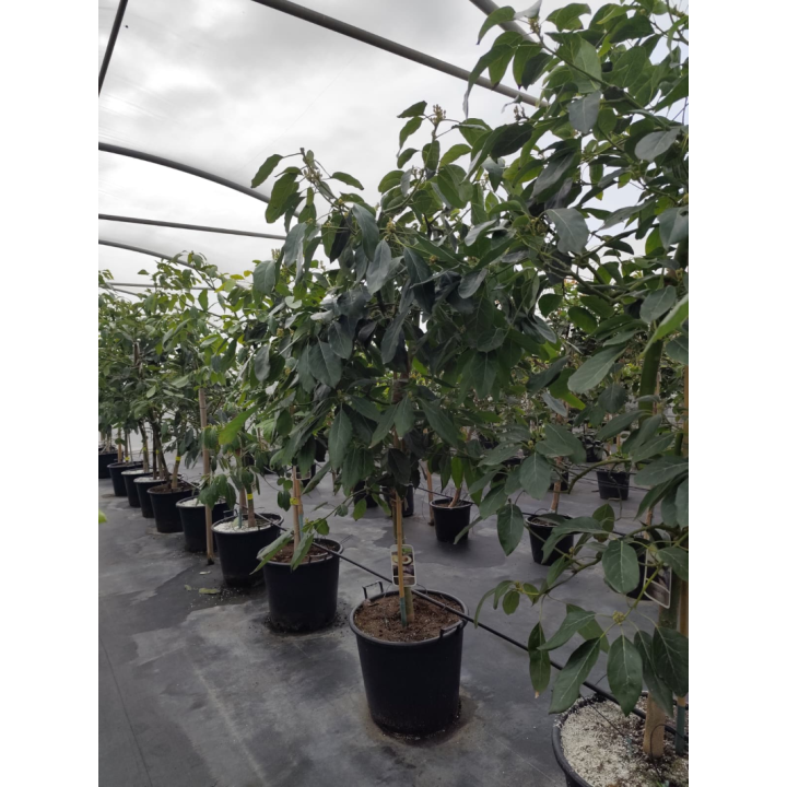 Avocatier : Persea americana var. Hass ADULTE (De greffe)