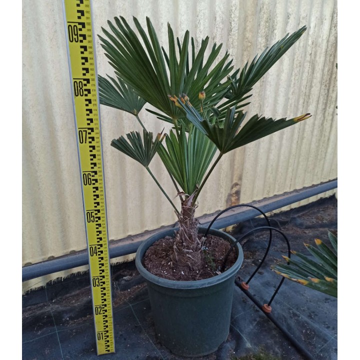 Trachycarpus wagnerianus (Palmier de chusan, Palmier moulin à vent)