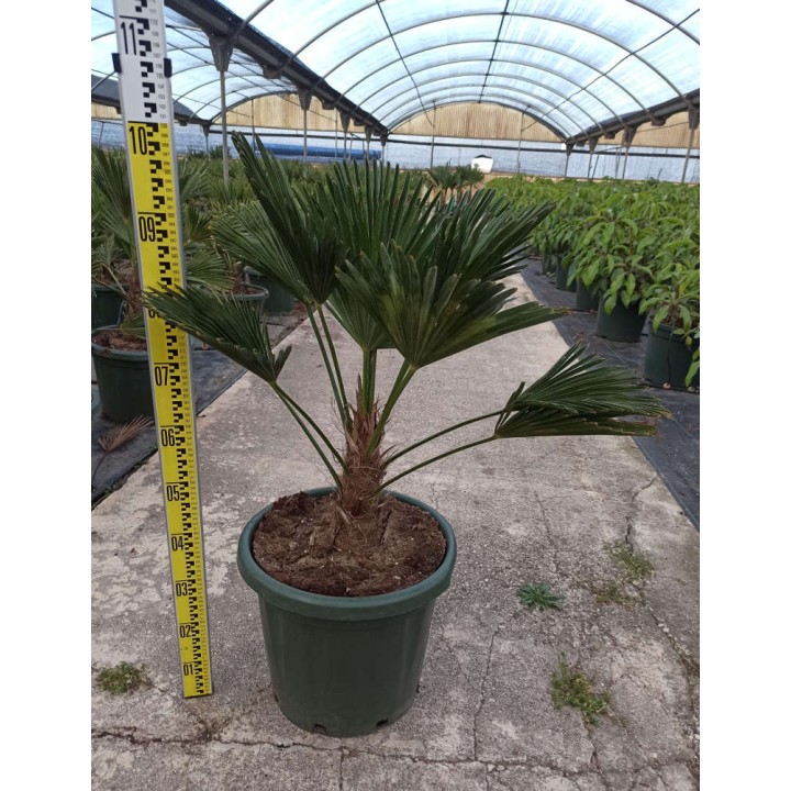 Trachycarpus wagnerianus (Palmier de chusan, Palmier moulin à vent)