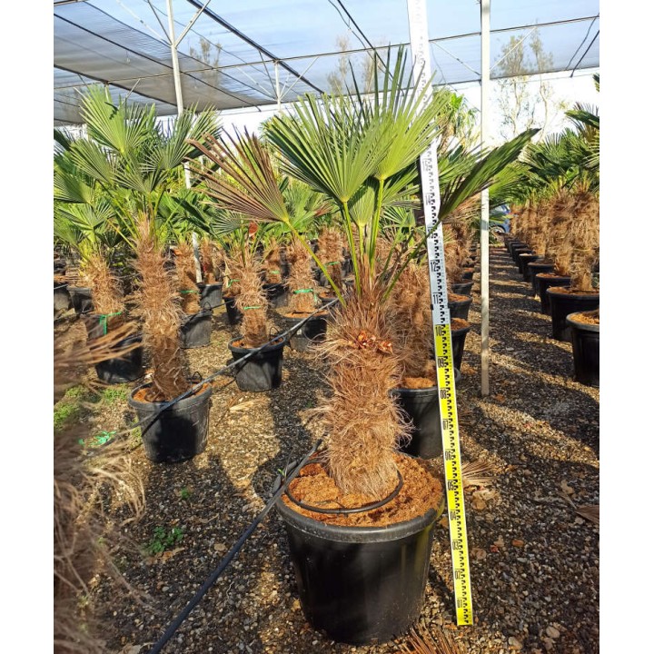 Trachycarpus wagnerianus (Palmier de chusan, Palmier moulin à vent)