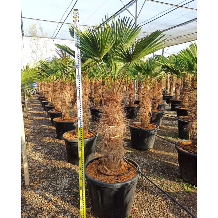 Trachycarpus wagnerianus (Palmier de chusan, Palmier moulin à vent)