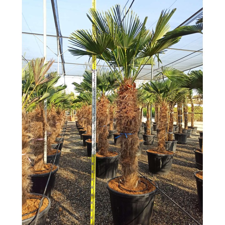 Trachycarpus wagnerianus (Palmier de chusan, Palmier moulin à vent)