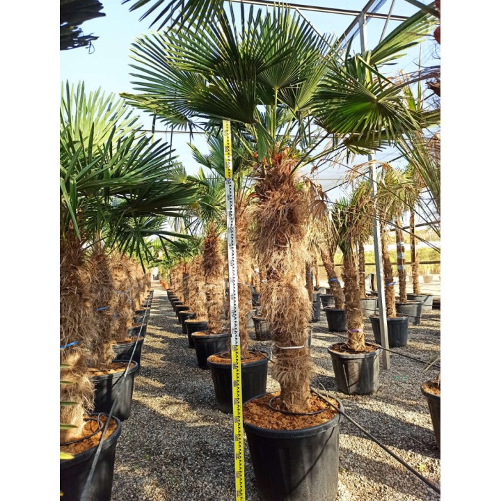 Trachycarpus wagnerianus (Palmier de chusan, Palmier moulin à vent)