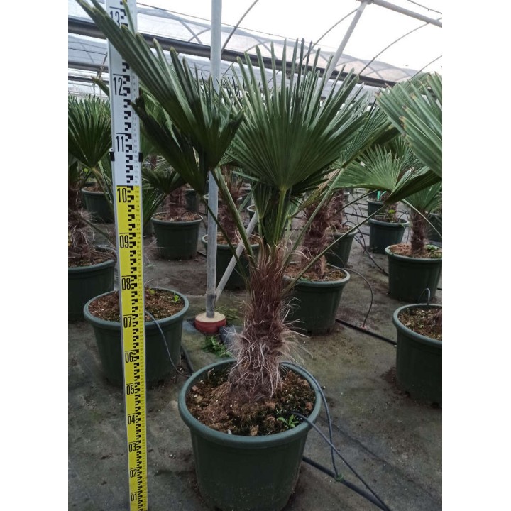 Trachycarpus wagnerianus SPECIMEN GRANDE TAILLE (Palmier de chusan, Palmier moulin à vent)