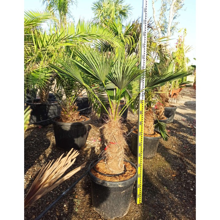 Trachycarpus wagnerianus SPECIMEN GRANDE TAILLE (Palmier de chusan, Palmier moulin à vent)