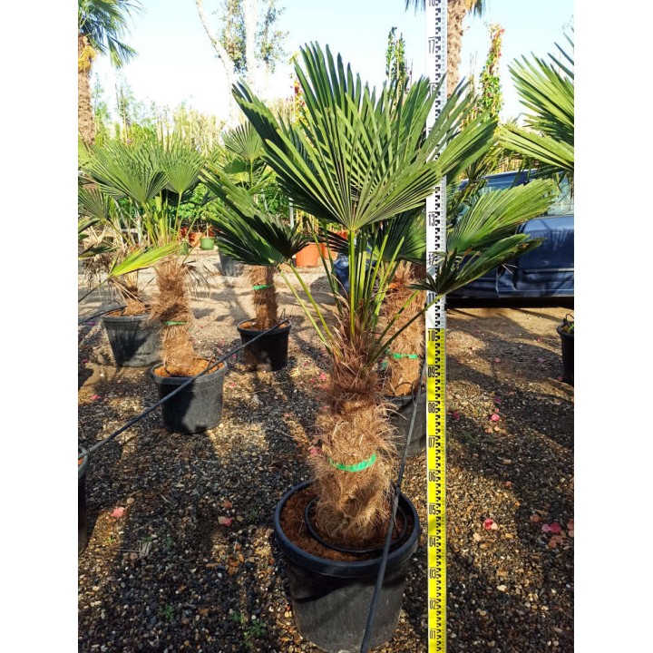 Trachycarpus wagnerianus SPECIMEN GRANDE TAILLE (Palmier de chusan, Palmier moulin à vent)