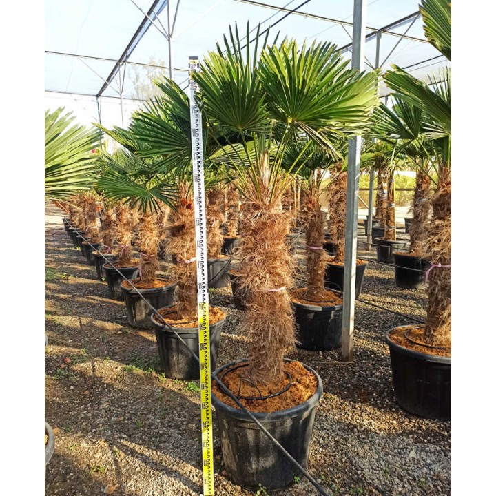 Trachycarpus wagnerianus SPECIMEN GRANDE TAILLE (Palmier de chusan, Palmier moulin à vent)