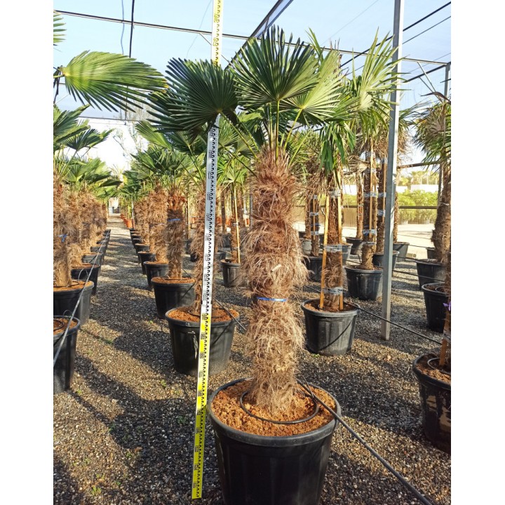 Trachycarpus wagnerianus SPECIMEN GRANDE TAILLE (Palmier de chusan, Palmier moulin à vent)