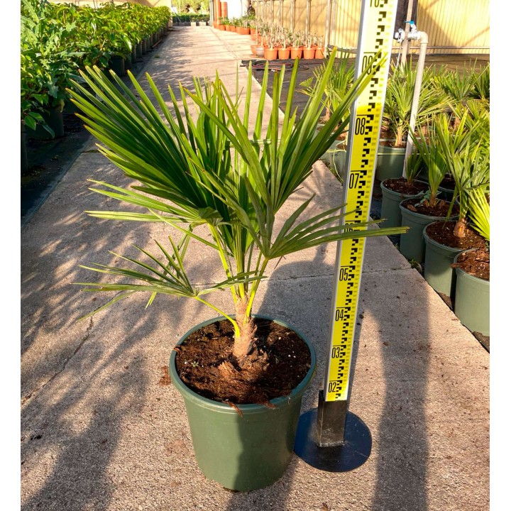 Trachycarpus fortunei (palmier chanvre, palmier moulin à vent)