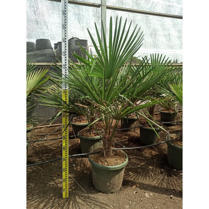 Trachycarpus fortunei (palmier chanvre, palmier moulin à vent)