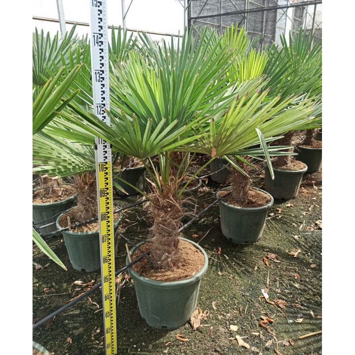 Trachycarpus fortunei (palmier chanvre, palmier moulin à vent)