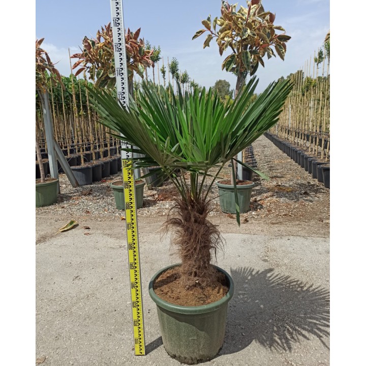Trachycarpus fortunei (palmier chanvre, palmier moulin à vent)