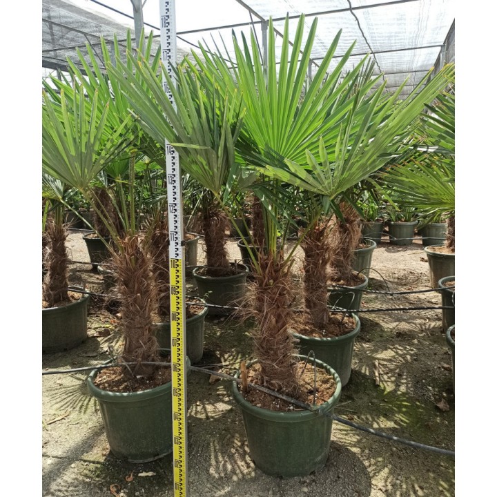 Trachycarpus fortunei (palmier chanvre, palmier moulin à vent)